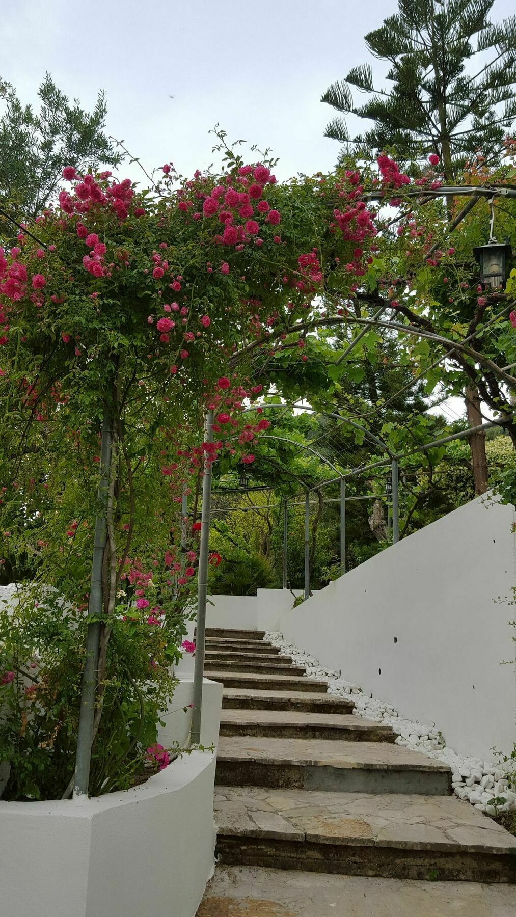 Gina Benitses (Corfu)